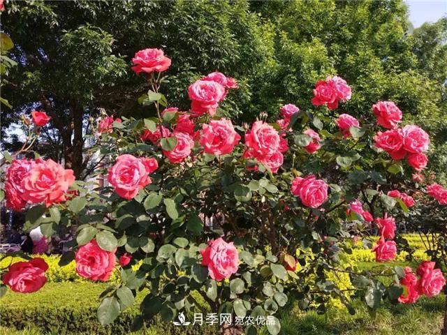 衡水街頭開(kāi)滿(mǎn)月季花，又香又美人人夸！(圖2)