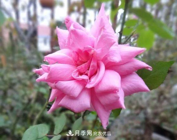 匯集17種中國古老月季，讓中國月季流傳下來(lái)(圖4)