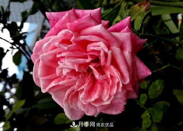 匯集17種中國古老月季，讓中國月季流傳下來(lái)(圖3)