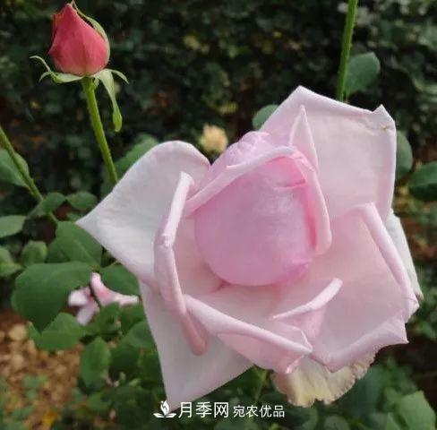 匯集17種中國古老月季，讓中國月季流傳下來(lái)(圖9)