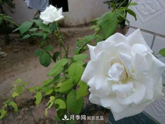 匯集17種中國古老月季，讓中國月季流傳下來(lái)(圖6)