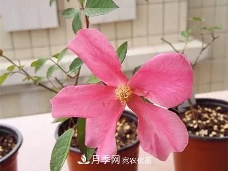 匯集17種中國古老月季，讓中國月季流傳下來(lái)(圖8)