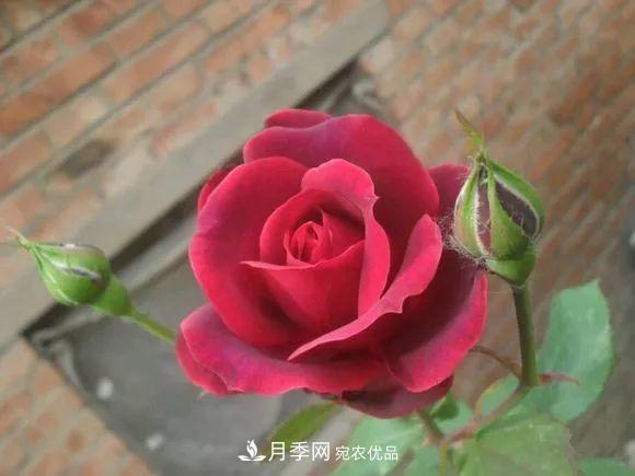 匯集17種中國古老月季，讓中國月季流傳下來(lái)(圖10)