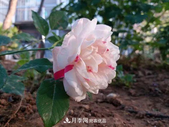 匯集17種中國古老月季，讓中國月季流傳下來(lái)(圖7)