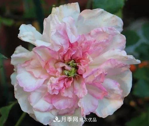 匯集17種中國古老月季，讓中國月季流傳下來(lái)(圖12)