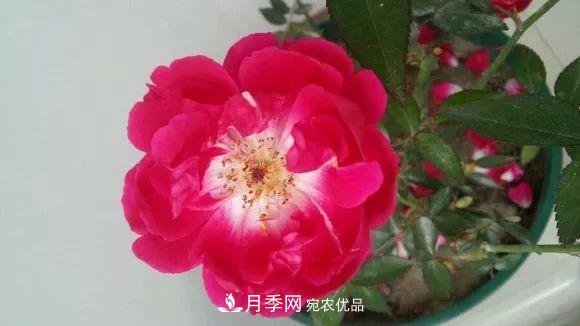 匯集17種中國古老月季，讓中國月季流傳下來(lái)(圖14)
