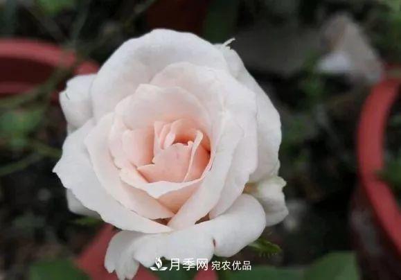 匯集17種中國古老月季，讓中國月季流傳下來(lái)(圖13)