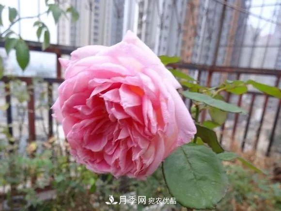 匯集17種中國古老月季，讓中國月季流傳下來(lái)(圖11)
