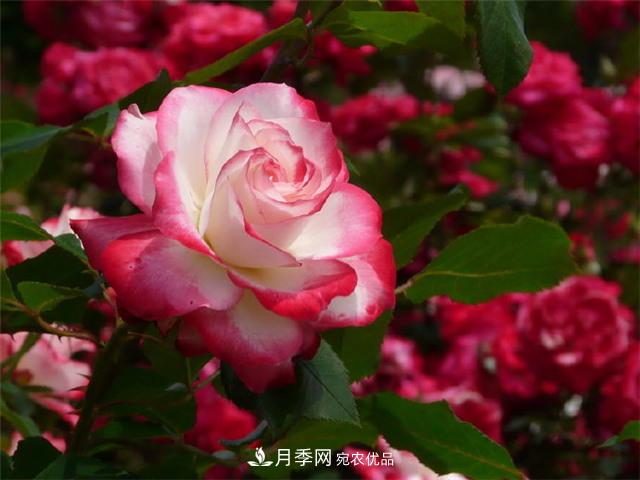 月季養護二三事，做好這幾點(diǎn)，想不開(kāi)花都難(圖1)
