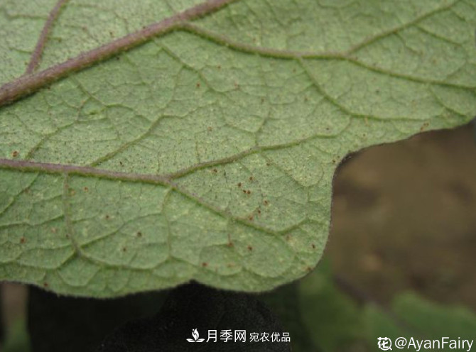月季常見(jiàn)7大蟲(chóng)害，防治方法都在這里了，收藏起來(lái)(圖4)