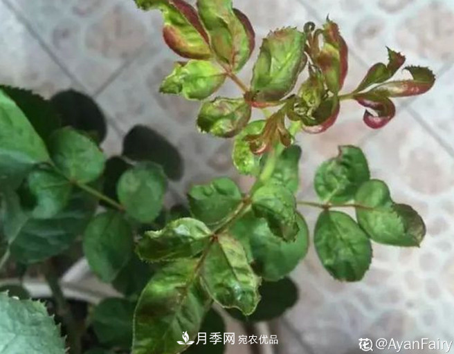 月季常見(jiàn)7大蟲(chóng)害，防治方法都在這里了，收藏起來(lái)(圖5)