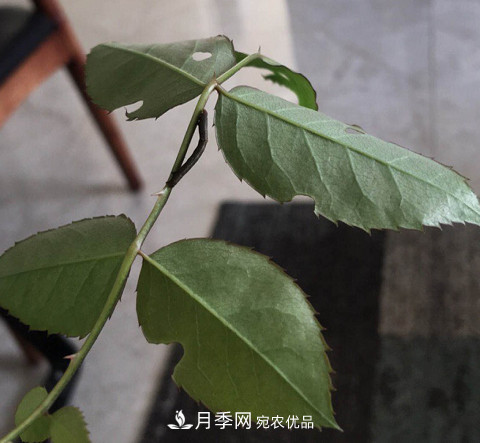 月季常見(jiàn)7大蟲(chóng)害，防治方法都在這里了，收藏起來(lái)(圖10)