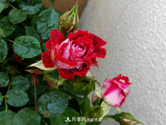月季常見(jiàn)7大蟲(chóng)害，防治方法都在這里了，收藏起來(lái)(圖9)