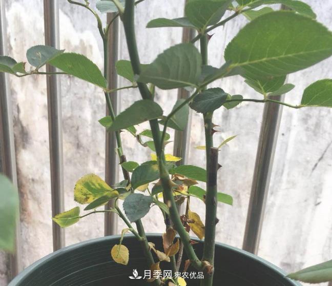 月季常見(jiàn)7大蟲(chóng)害，防治方法都在這里了，收藏起來(lái)(圖6)