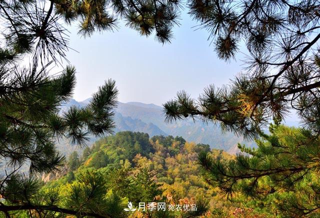 秋季園林苗木栽植的要點(diǎn)：一核心二原則三不準(圖1)