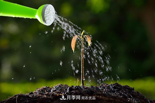 秋季園林苗木栽植的要點(diǎn)：一核心二原則三不準(圖2)
