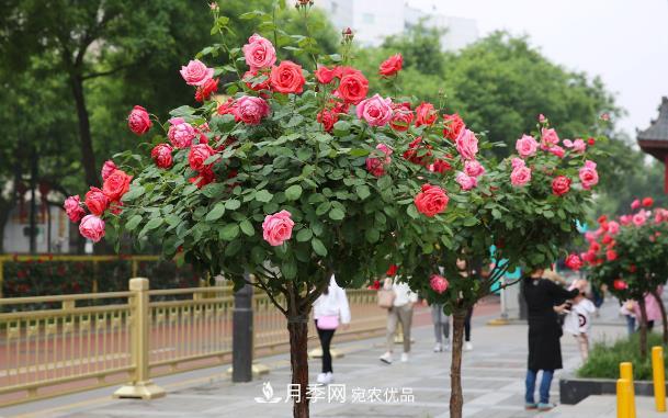 保證這兩個(gè)條件，80%的花卉都能養的住(圖1)