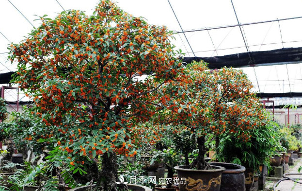 養護盆栽桂花，4方面做到位，9月到11月開(kāi)花更多更香(圖2)