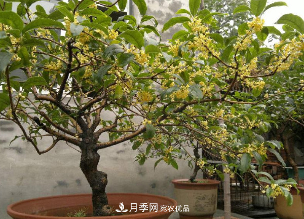 養護盆栽桂花，4方面做到位，9月到11月開(kāi)花更多更香(圖1)