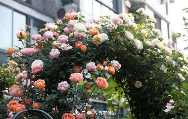 大戶(hù)人家用6種方法養造型月季，美觀(guān)大氣上檔次(圖1)