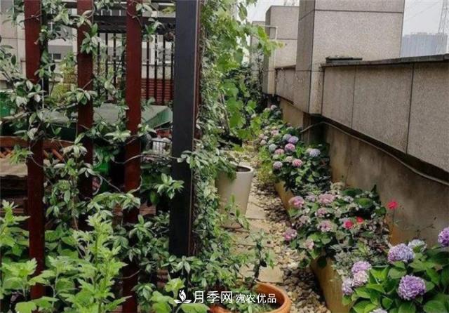 大戶(hù)人家用6種方法養造型月季，美觀(guān)大氣上檔次(圖2)