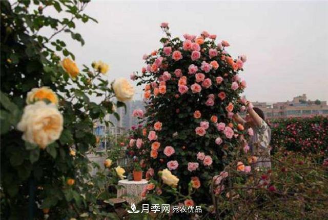 大戶(hù)人家用6種方法養造型月季，美觀(guān)大氣上檔次(圖4)