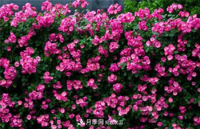 大戶(hù)人家用6種方法養造型月季，美觀(guān)大氣上檔次(圖5)