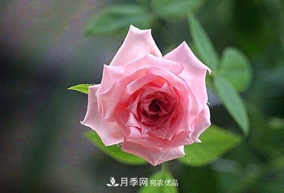 不香的月季沒(méi)有靈魂，適合陽(yáng)臺的濃香微月，一朵滿(mǎn)室生香(圖1)