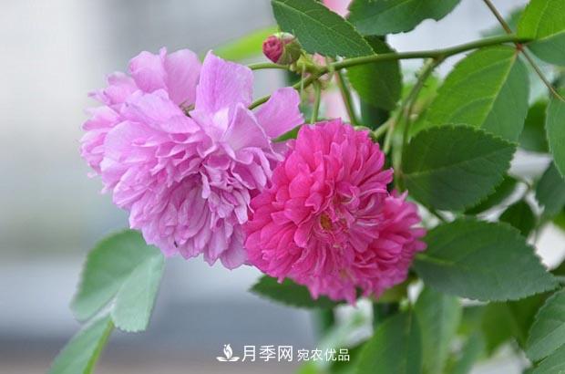 不香的月季沒(méi)有靈魂，適合陽(yáng)臺的濃香微月，一朵滿(mǎn)室生香(圖2)