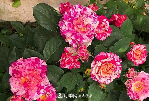 不香的月季沒(méi)有靈魂，適合陽(yáng)臺的濃香微月，一朵滿(mǎn)室生香(圖3)