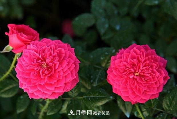 不香的月季沒(méi)有靈魂，適合陽(yáng)臺的濃香微月，一朵滿(mǎn)室生香(圖4)
