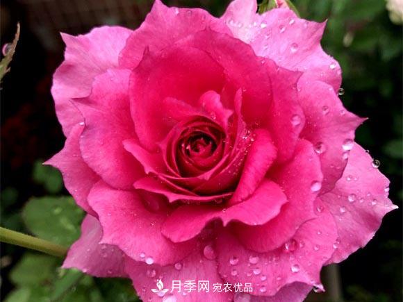 不香的月季沒(méi)有靈魂，適合陽(yáng)臺的濃香微月，一朵滿(mǎn)室生香(圖5)