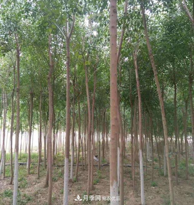 苗圃地的建設與整地施肥辦法(圖1)