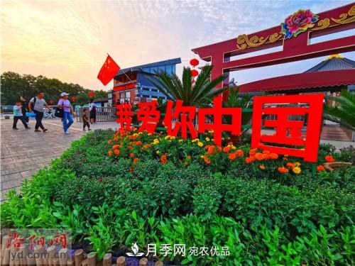 喜迎國慶 160萬(wàn)盆花草扮靚洛陽(yáng)(圖2)