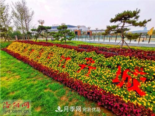 喜迎國慶 160萬(wàn)盆花草扮靚洛陽(yáng)(圖3)