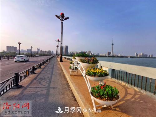 喜迎國慶 160萬(wàn)盆花草扮靚洛陽(yáng)(圖7)