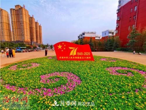 喜迎國慶 160萬(wàn)盆花草扮靚洛陽(yáng)(圖6)