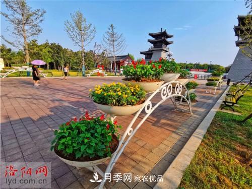 喜迎國慶 160萬(wàn)盆花草扮靚洛陽(yáng)(圖9)