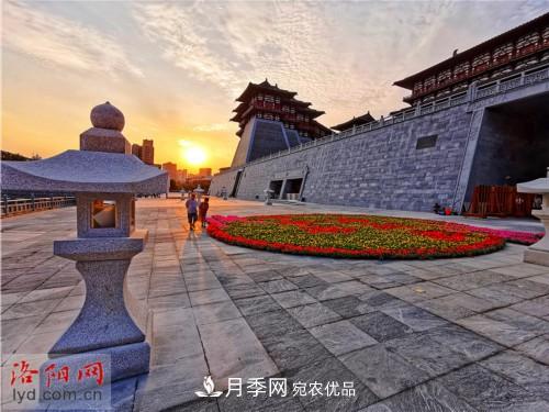喜迎國慶 160萬(wàn)盆花草扮靚洛陽(yáng)(圖10)