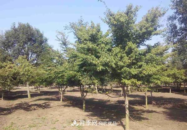 移栽苗木大樹(shù)，記住這幾點(diǎn)，成活率翻倍(圖1)