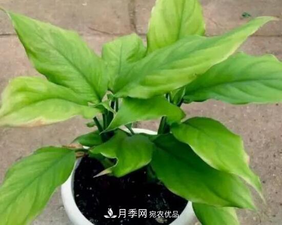 萬(wàn)年青有哪些品種，萬(wàn)年青的品種圖片大全(圖4)