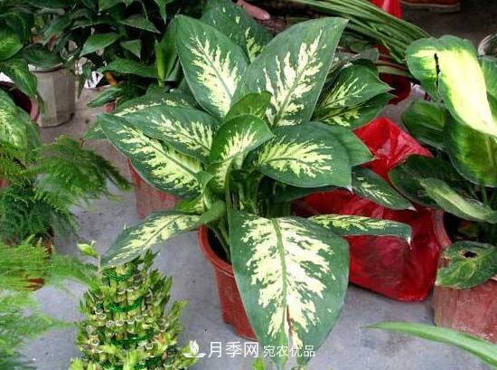萬(wàn)年青有哪些品種，萬(wàn)年青的品種圖片大全(圖2)
