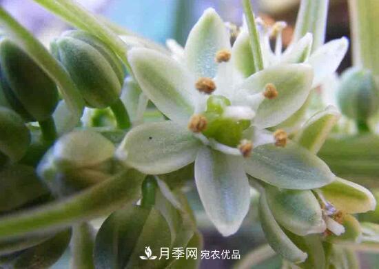 萬(wàn)年青有哪些品種，萬(wàn)年青的品種圖片大全(圖3)