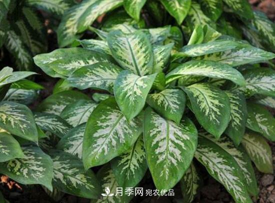 萬(wàn)年青有哪些品種，萬(wàn)年青的品種圖片大全(圖1)
