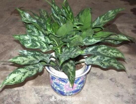 萬(wàn)年青有哪些品種，萬(wàn)年青的品種圖片大全(圖5)