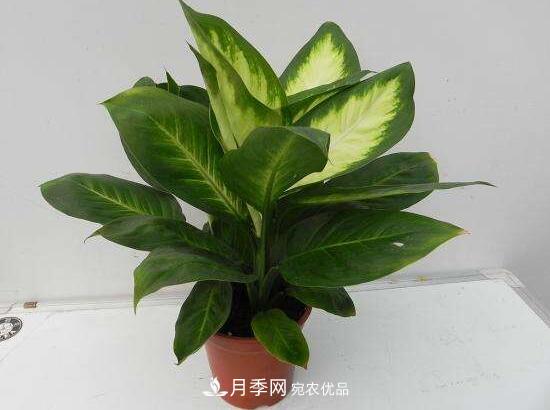 萬(wàn)年青有哪些品種，萬(wàn)年青的品種圖片大全(圖6)