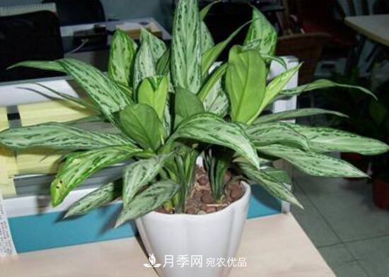 萬(wàn)年青有哪些品種，萬(wàn)年青的品種圖片大全(圖7)