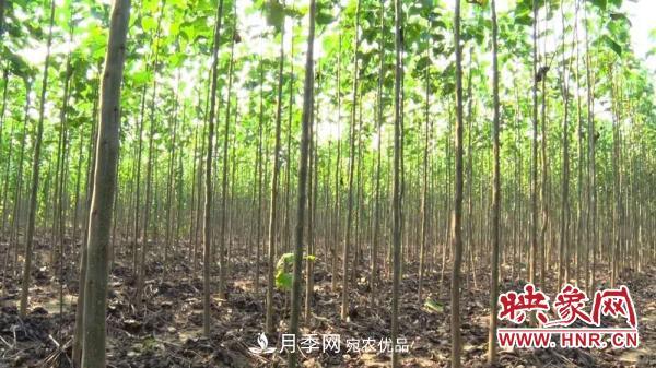 商丘柘城：楸樹(shù)變身“搖錢(qián)樹(shù)” 鋪就鄉親致富路(圖1)
