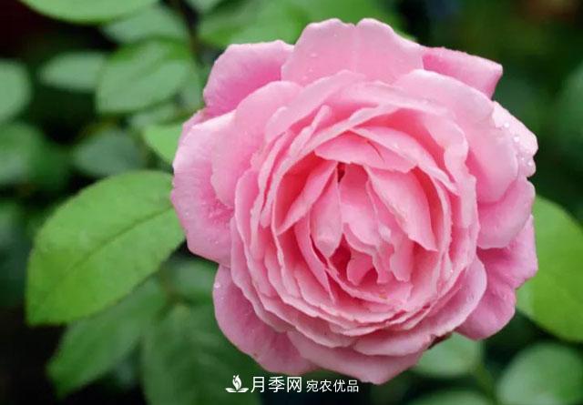 耐看的10種月季推薦：非常養眼，你養過(guò)幾種(圖7)