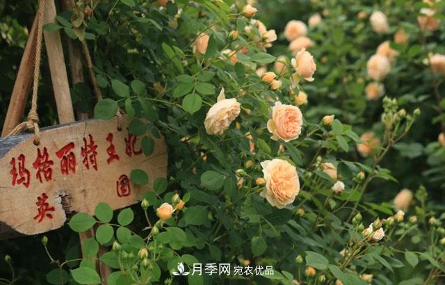 耐看的10種月季推薦：非常養眼，你養過(guò)幾種(圖3)
